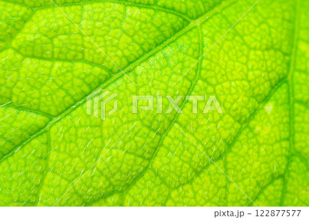 Green leaf texture surface background close up Green leaf texture surface background close up 122877577