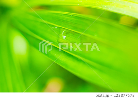 Natural plant green leaf in garden with bokeh background Natural plant green leaf in garden with bokeh background 122877578