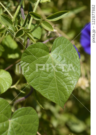 Common morning glory 122877882