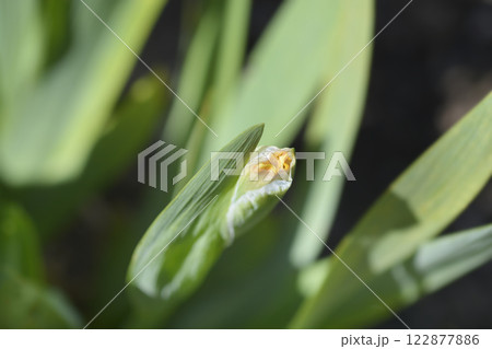 Standard Dwarf Bearded Iris Ballet Lesson Standard Dwarf Bearded Iris Ballet Lesson 122877886