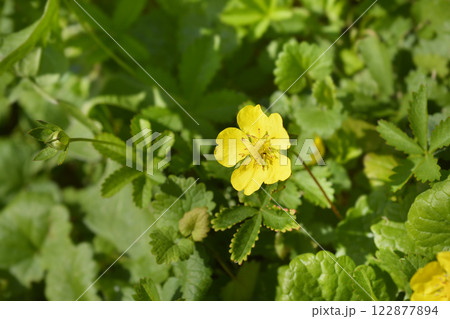 Creeping cinquefoil 122877894