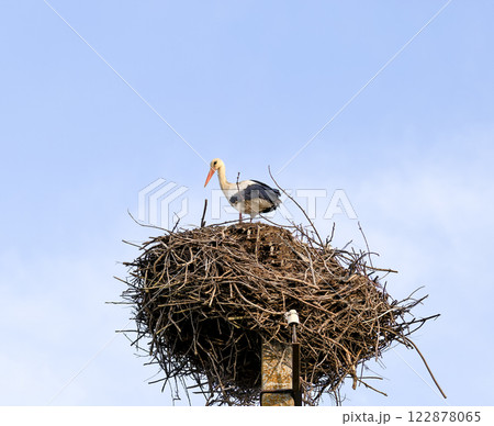 A Ciconia ciconia (white stork) stands on its large nest made of twigs, perched atop a tall power pole against a clear blue sky. A stork builds a nest in the spring. 122878065