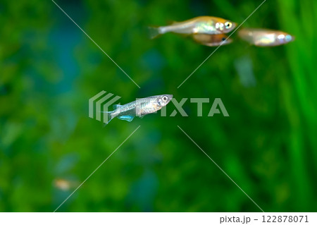 ミユキメダカ 122878071