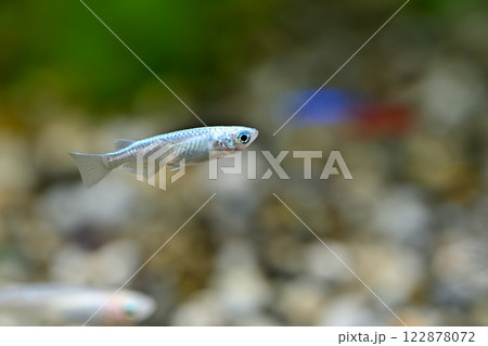 ミユキメダカ 122878072