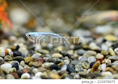 ミユキメダカ 122878073