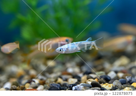 ミユキメダカ 122878075