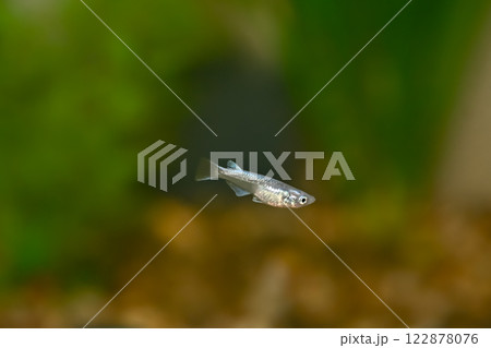 ミユキメダカ ミユキメダカ 122878076