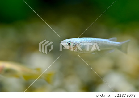 ミユキメダカ 122878078