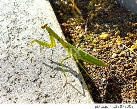 カマキリの散歩14 122878308