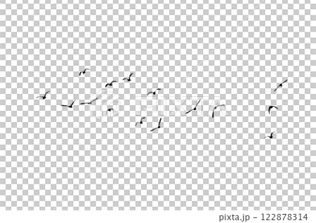 Bird sillhouette Flock black birds. Flocks of flying pigeons isolated on background. Save with clipping path. flying birds formation of pigeons many isolated for backgound PNG Bird sillhouette Flock black birds. Flocks of flying pigeons isolated on background. Save with clipping path. flying birds formation of pigeons many isolated for backgound PNG 122878314