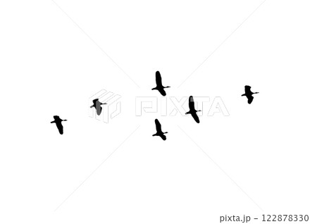 Bird sillhouette Flock black birds. Flocks of flying pigeons isolated on background. Save with clipping path. flying birds formation of pigeons many isolated for backgound PNG Bird sillhouette Flock black birds. Flocks of flying pigeons isolated on background. Save with clipping path. flying birds formation of pigeons many isolated for backgound PNG 122878330