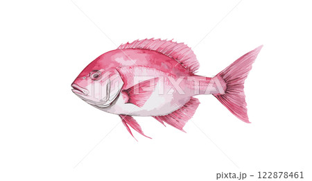鯛 イメージ 水彩画 鯛 イメージ 水彩画 122878461