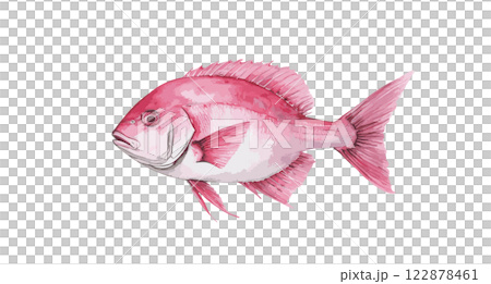 鯛魚圖像水彩畫 122878461