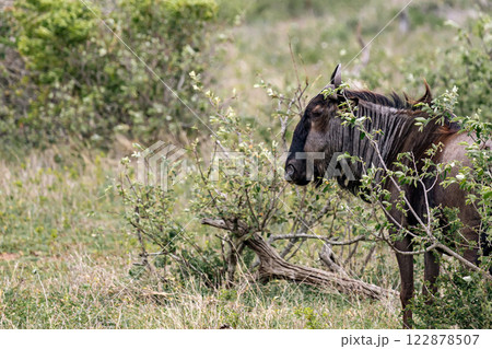 blue wildebeest in African savanna 122878507