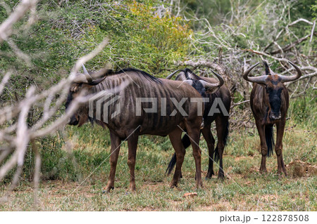 Three wildebeest in african savanna 122878508