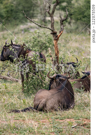 blue wildebeest resting in African savanna 122878509