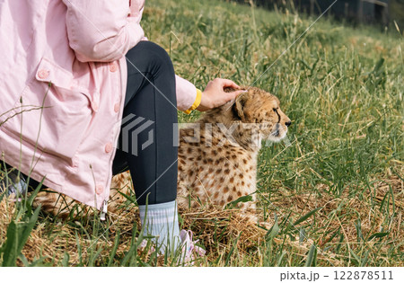 woman pets a young cheetah 122878511