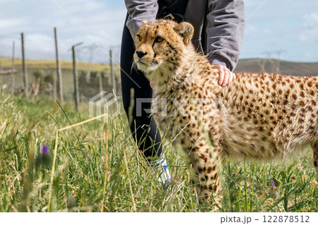 woman pets a young cheetah 122878512