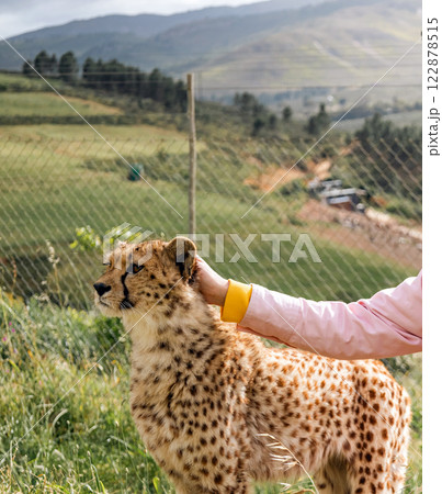 woman pets a young cheetah woman pets a young cheetah 122878515