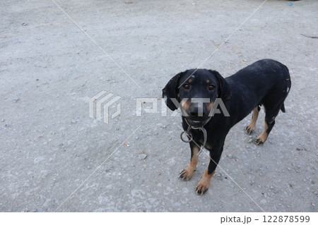 A black, hungry, exhausted dog with ringworm stands on the road. The dog's skin clearly shows patches of ringworm infection. 122878599