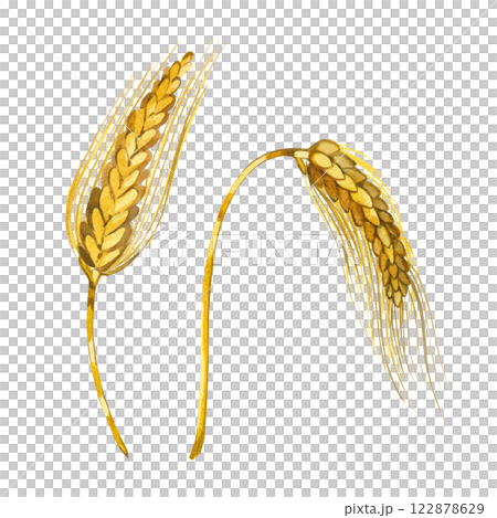 Wheat and rye ear, hand drawn with watercolor and isolated on white background. Set of watercolor illustrations. Suitable for printing on fabric, paper, for food packaging design, bakeries. 122878629
