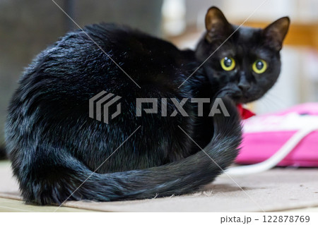 黒猫 黒猫 122878769