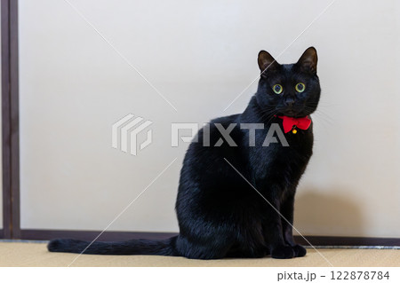 黒猫 黒猫 122878784