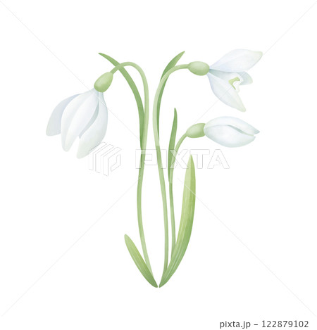Snowdrops with leaves. Watercolor hand-drawn floral painting on a white background. Spring flower clipart for invitations, greetings, wedding, postcard design. Snowdrops with leaves. Watercolor hand-drawn floral painting on a white background. Spring flower clipart for invitations, greetings, wedding, postcard design. 122879102