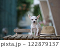 Portrait of a small white Chihuahua dog with a shallow depth of field, sitting on a wooden table next to a summer hat. 122879137