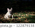 An adorable bulldog sits among fallen autumn leaves and looks up intently at the falling leaves. 122879138