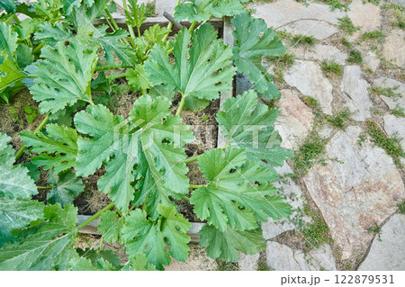 Zucchini bushes grow in the garden. Green stems on a stone tile background with space to copy. The concept of agriculture and horticulture. High quality photo 122879531