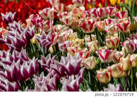 Flower beds and fields sown with colorful tulips 122879719