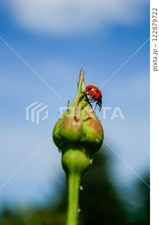 Ladybug on rose bud 122879722