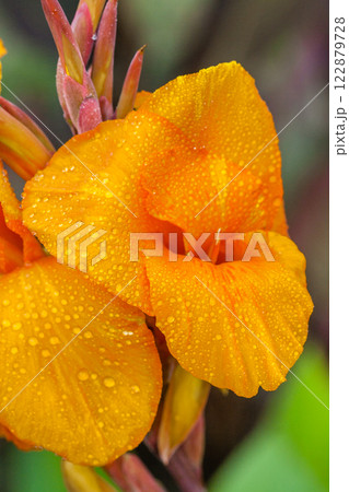 Blossoming flowers on the street of different colors Blossoming flowers on the street of different colors 122879728