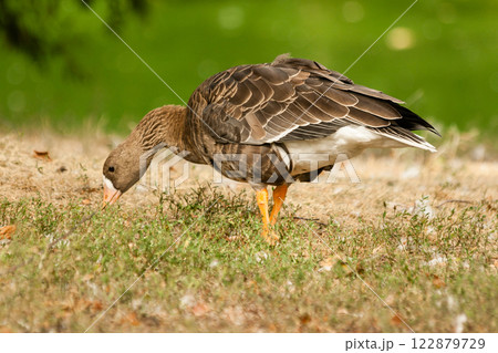 A gray goose walks on the grass 122879729