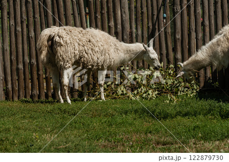 White lama eats White lama eats 122879730