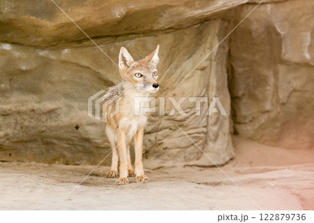 Little fox is sitting close up 122879736