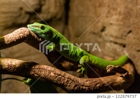 Green gecko lizard sits on a close-up branch Green gecko lizard sits on a close-up branch 122879737