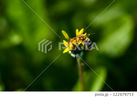 Macro of yellow dandelions on which sits a wasp 122879753
