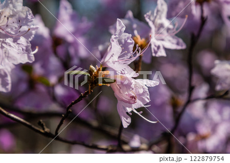 Macro of a branch of Ledum flower Macro of a branch of Ledum flower 122879754