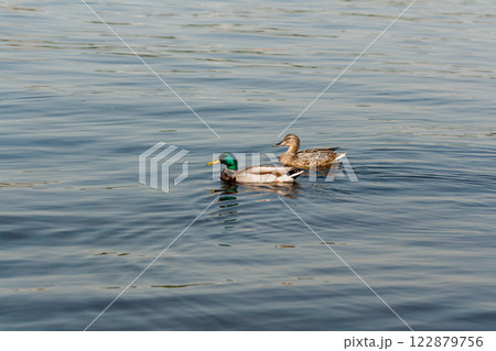 Duck and drake float on the water Duck and drake float on the water 122879756