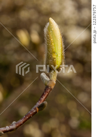 Macro of a beautiful bud of magnolia Macro of a beautiful bud of magnolia 122879757