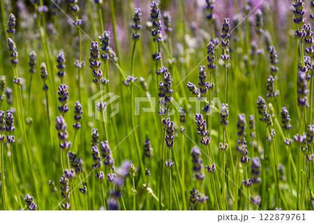 Field of lilac field flowers Field of lilac field flowers 122879761