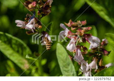 Beautiful flowers on which the bee sits Beautiful flowers on which the bee sits 122879762