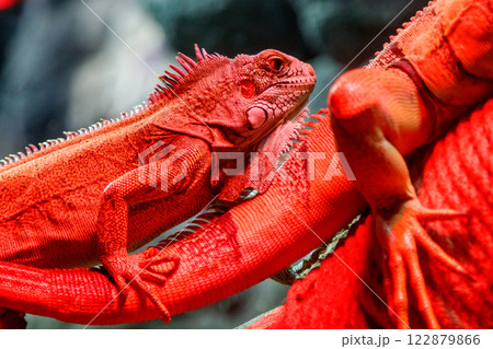 beautiful iguana lizard beautiful iguana lizard 122879866