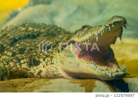 crocodile with open mouth with large teeth crocodile with open mouth with large teeth 122879897