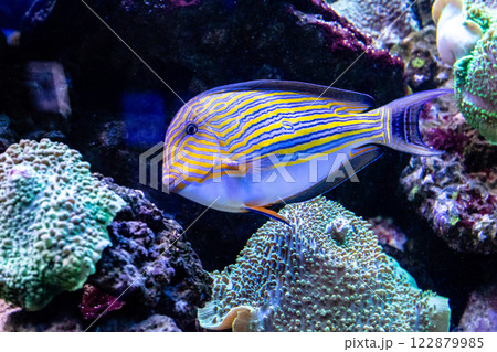 Acanthurus lineatus fish Acanthurus lineatus fish 122879985