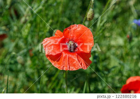 Beautiful red poppies on the field Beautiful red poppies on the field 122880216