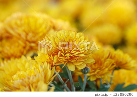 beautiful bushes of yellow chrysanthemum flowers 122880290