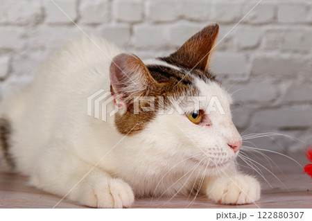 beautiful white cat lies with toys close-up 122880307